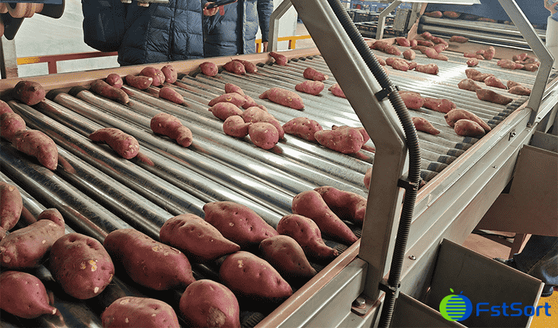 images/1772613338638sweet potato inspection table.png